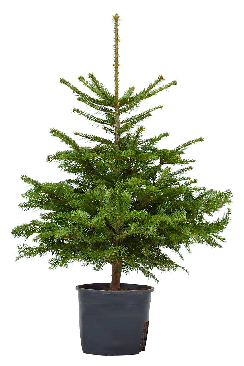 Nordmann-Tanne im Topf gezogen 100 - 120 cm - Standard
