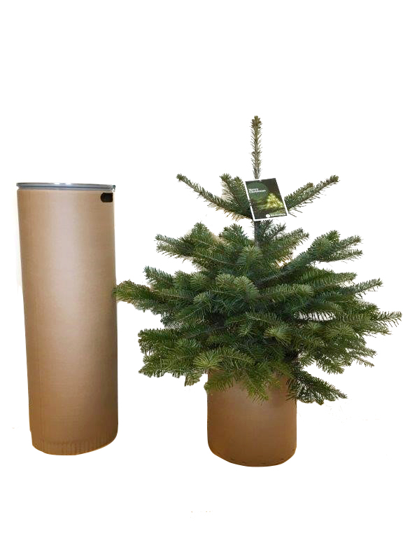 Nordmann-Tanne im Topf gezogen 100 - 120 cm - Standard