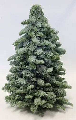 Nobilis-Bäumchen 50 cm - natur - handgebunden